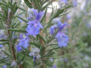 Rosemary thumbnail