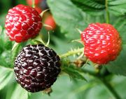 Blackberry thumbnail
