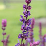 Woodland Sage thumbnail