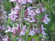 Common Sage (Culinary) thumbnail