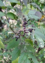 Elderberry 'Adams' thumbnail
