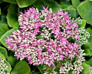 Stonecrop 'Autumn Joy' thumbnail
