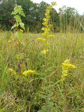 Rough Goldenrod thumbnail