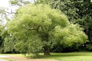 Japanese Pagoda Tree 'Regent' thumbnail