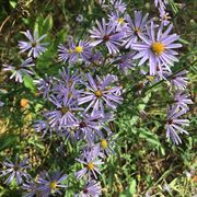 Smooth Blue Aster thumbnail