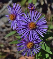 New England Aster thumbnail