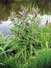 Comfrey thumbnail