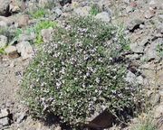 Thyme thumbnail