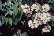 Nannyberry Viburnum thumbnail