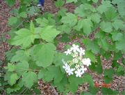 American Cranberrybush Viburnum thumbnail