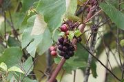 Grape 'Mars' (table grape) thumbnail